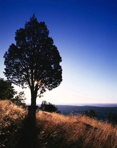 Back Lit Cedar, Appalachian Trail, Warren County, NJ (MF).jpg